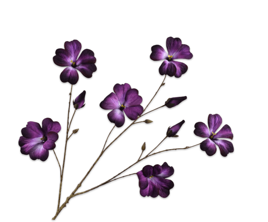 Petunia Silk-ka